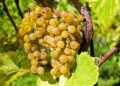 Une date de début de vendanges historique