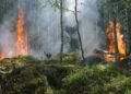 Alerte incendies de forêts, le 65 en alerte jaune, Gers et Haute Garonne en alerte orange