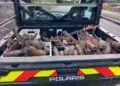 Incendies en Gironde, des centaines de munitions détruites