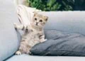 Elle sauve un chaton mais ne peut pas le ramener en France
