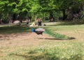 Pic de canicule à Tarbes jeudi et vendredi, la baisse des températures se précise