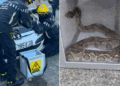 Près de Toulouse, il tombe un serpent Boa dans le moteur de sa voiture