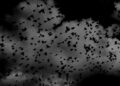 La nuit des chauve souris aura lieu le 28 août dans les Pyrénées