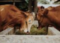 La FDSEA 65 alerte les agriculteurs sur le risque d'arnaques d'arnaques au fourrage