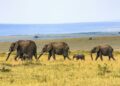 Kenya, un mal mystérieux continue de tuer des éléphants