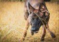 Poignardé 8 fois dans le cou, un chien réussit à survivre