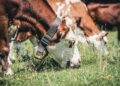 En montagne, certains troupeaux de vaches ravitaillés en eau par des hélicoptères de l'armée