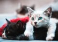 Ses chats sont saisis "On a enlevé ma raison de vivre"