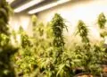 Un plantation de cannabis découverte dans la banlieue de Pau