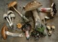 Connaître les champignons avec l'Association Mycologique de Bigorre