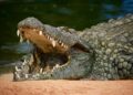 Les douaniers découvrent une tête de crocodile dans une valise