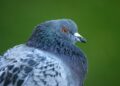 Cette commune freine la prolifération des pigeons