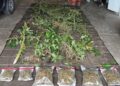 Une 3e plantation de cannabis découverte dans les Baronnies