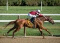 L'hippodrome de Tarbes Laloubère accueillera des courses en 2027