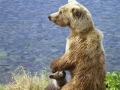bear_with_cub