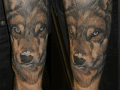 wolf
