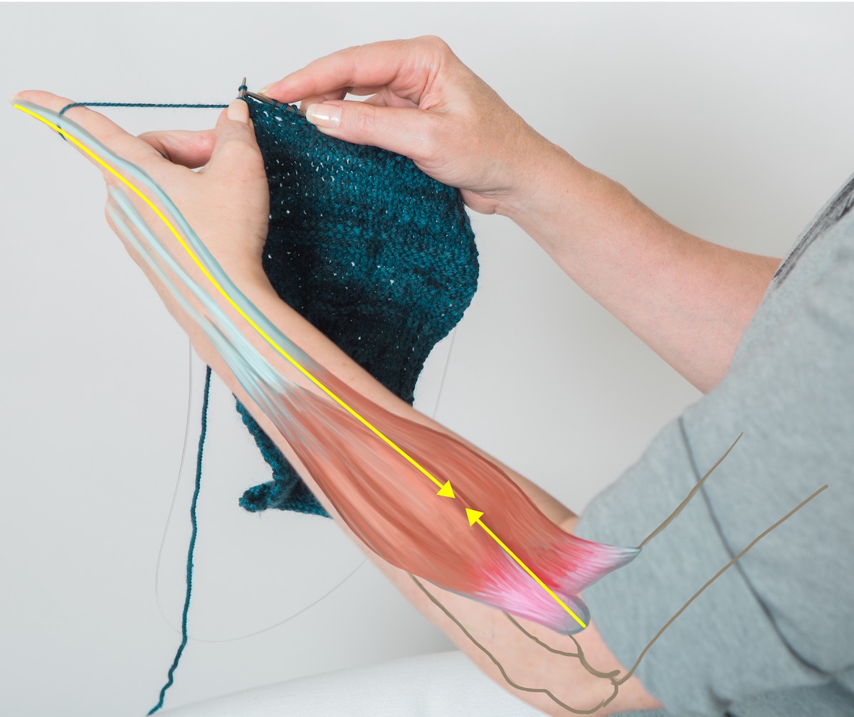 muscle diagram on person knitting