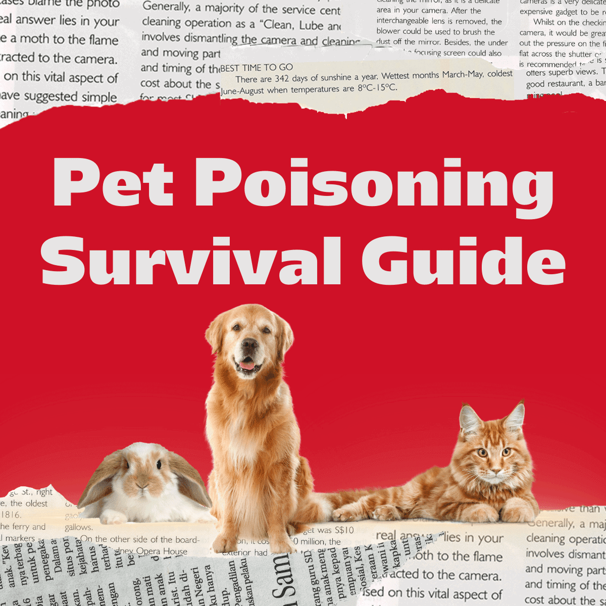 Can Bird Seed Kill a Dog