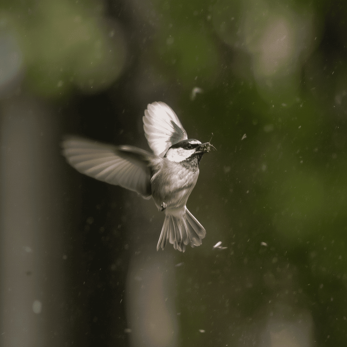 Small Insect Eating Bird