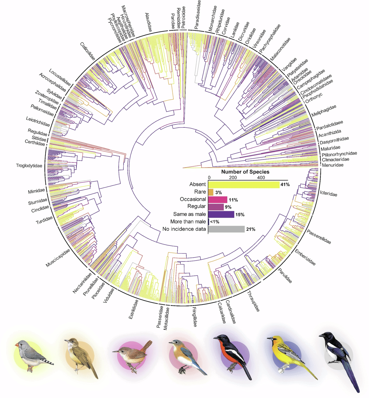 Why is Male Competition Absent in Some Bird Species