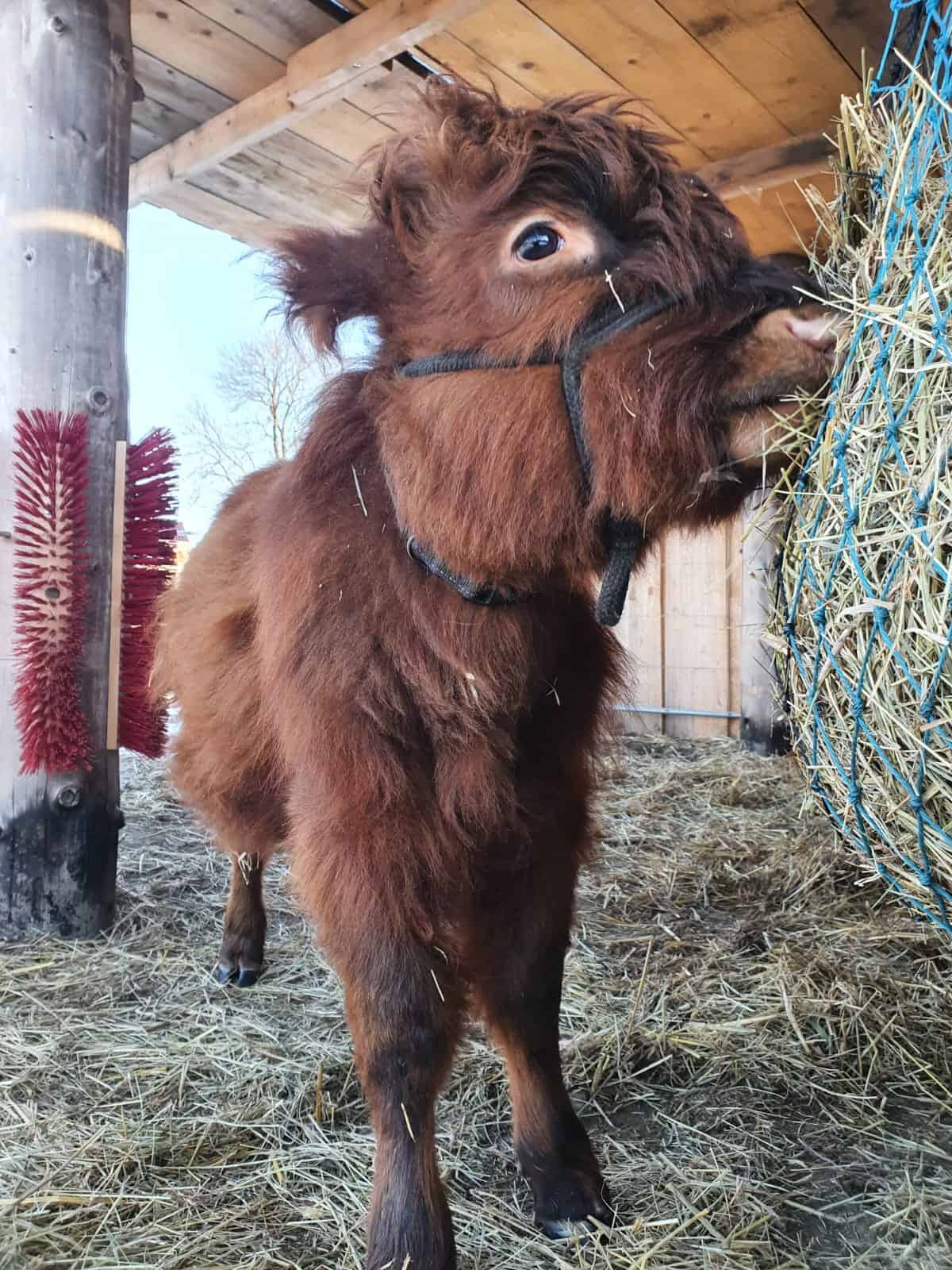 Miniaturpony beim Fressen auf dem Wellnesshof RaJa, ländliche Atmosphäre, Natur, Tiere, Ausflug, Tierhaltung, Bauernhof, entspanntes Tiererlebnis, Familienausflug, Naturerlebnis, ländliche Idylle.