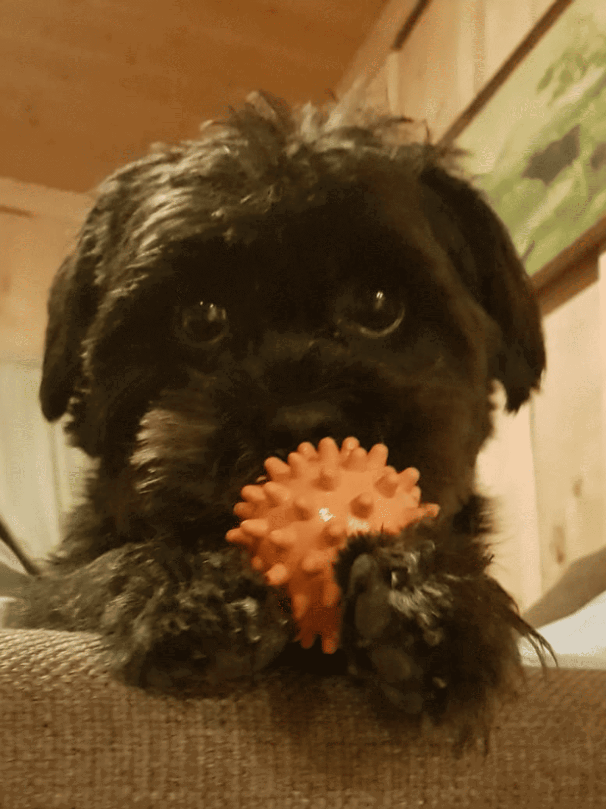 Ein süßer schwarzer Welpe spielt mit einem orangen Gummiball, zeigt seine niedlichen Pfoten und ist zu sehen bei Wellnesshof RaJa, perfekt für Hundeliebhaber und Naturerlebnisse.