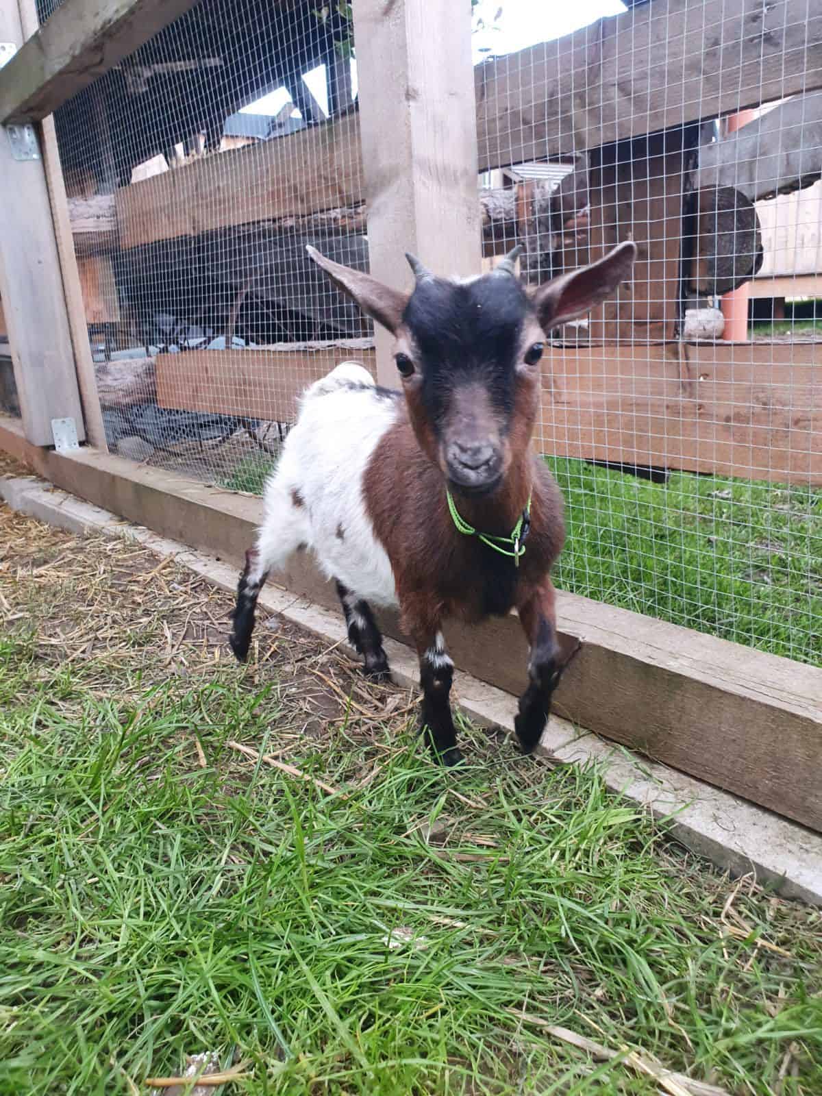 Hirse-Kitzel, die in der Tiergehege-Umgebung von Wellnesshof RaJa.