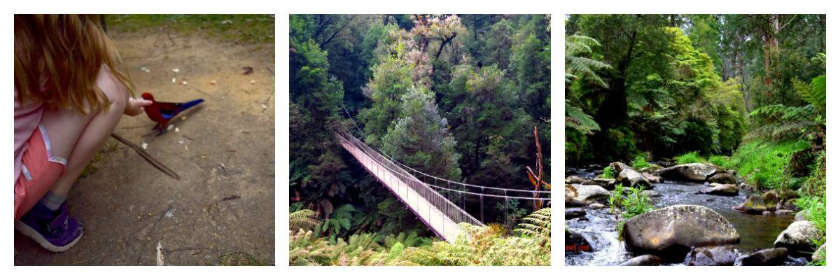 Tarra Bulga National Park Victoria