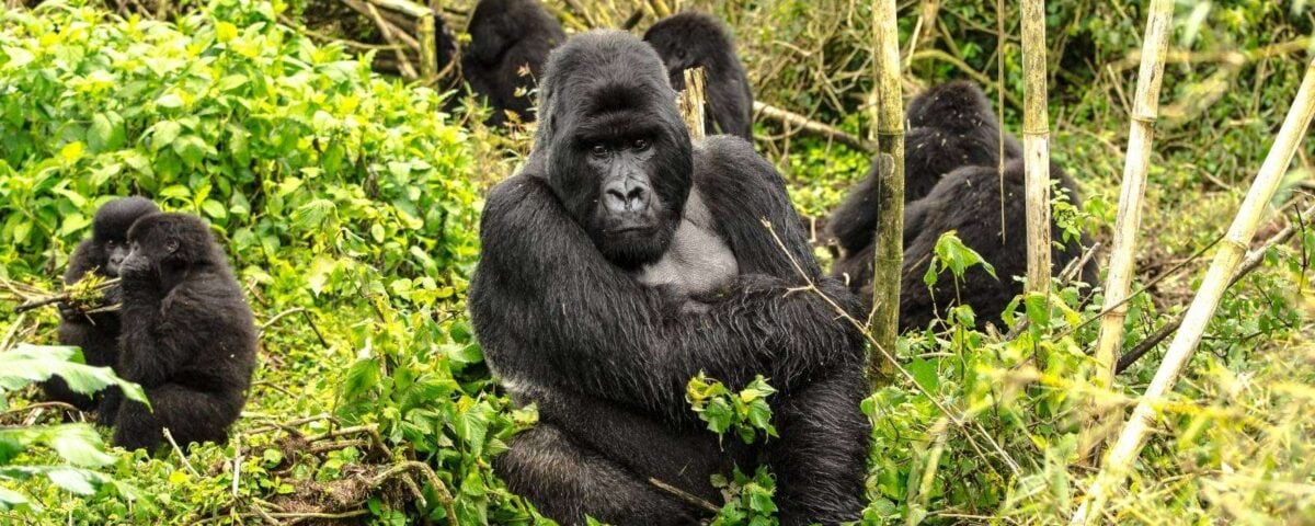 Rwanda Gorilla Trekking Tours