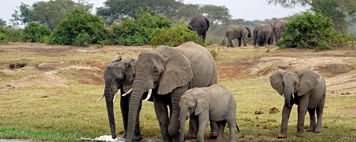 Queen Elizabeth National Park,