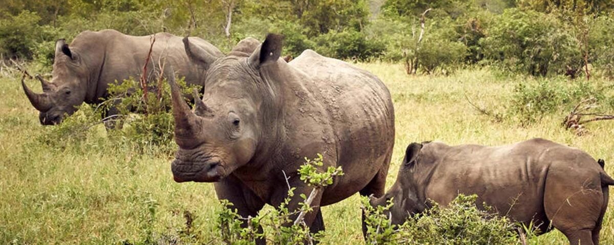 Ziwa Rhino Sanctuary