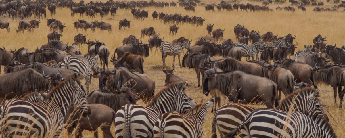 Fly-in Safari Tanzania