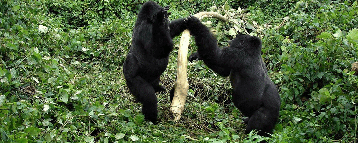 4-Day Uganda Gorilla Trekking & Kibale Chimpanzee Safari via Kigali