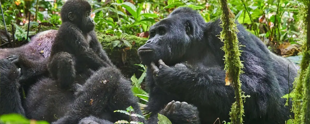 Uganda Gorilla Trekking