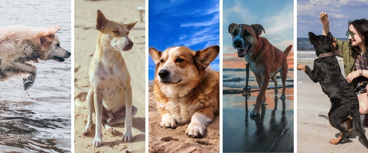 Best dog-friendly beaches in Melbourne and Mornington Peninsula