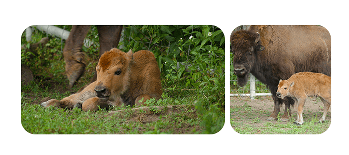 Wood Bison calf born at Toronto Zoo using all-new reproductive techniques