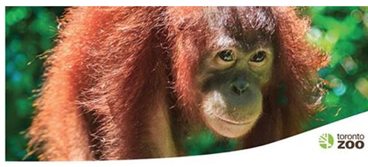 Toronto Zoo appeals to guests for video footage after Orangutan escapes outdoor habitat