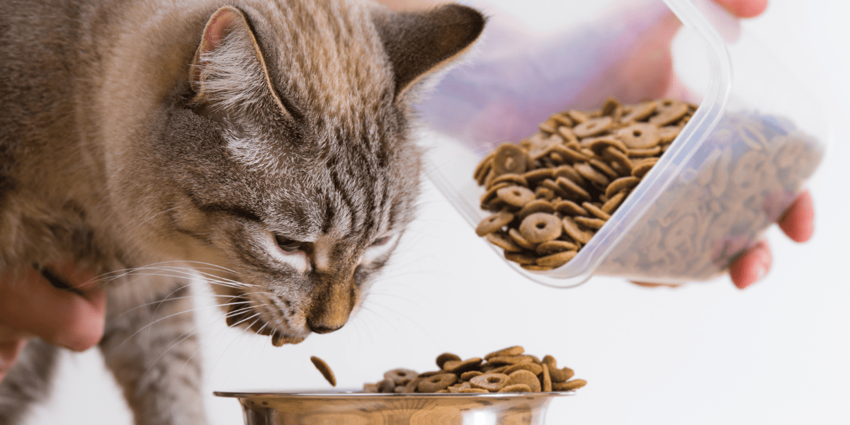 Best Cat Food Guide 2025: Grain-Free, Wet, Organic Picks