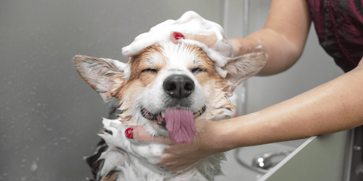 Dog Grooming Near Me: Get Low-Cost, Quality Dog Grooming