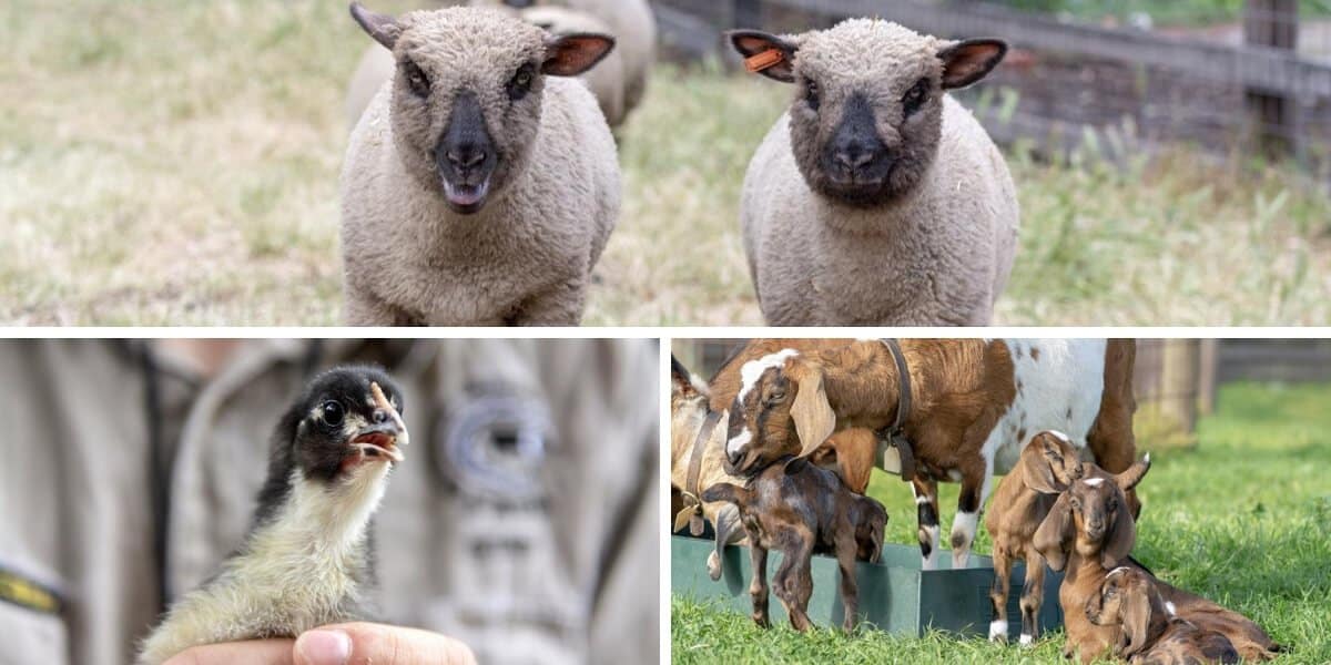 Collingwood Childrens Farm Family Fun at the Collingwood Children's Farm