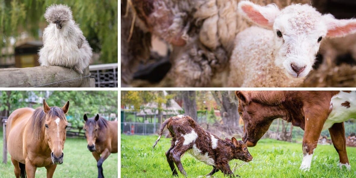 Collingwood Childrens Farm Family Fun at the Collingwood Children's Farm