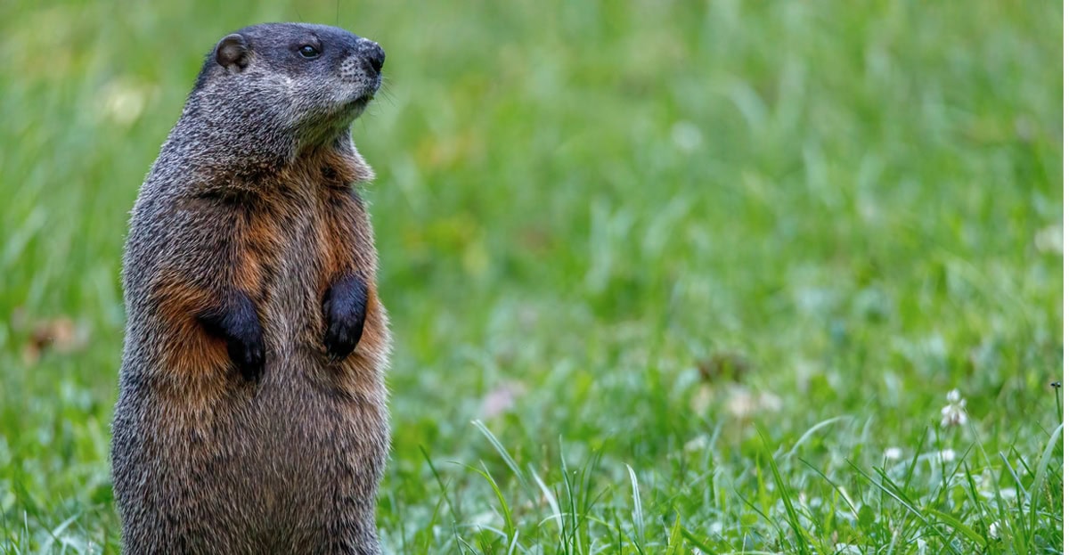 Groundhog Day: Wiarton Willie predicts Canada will have an early spring