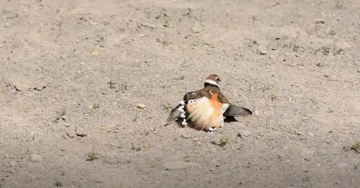 Do Birds Heal Fast