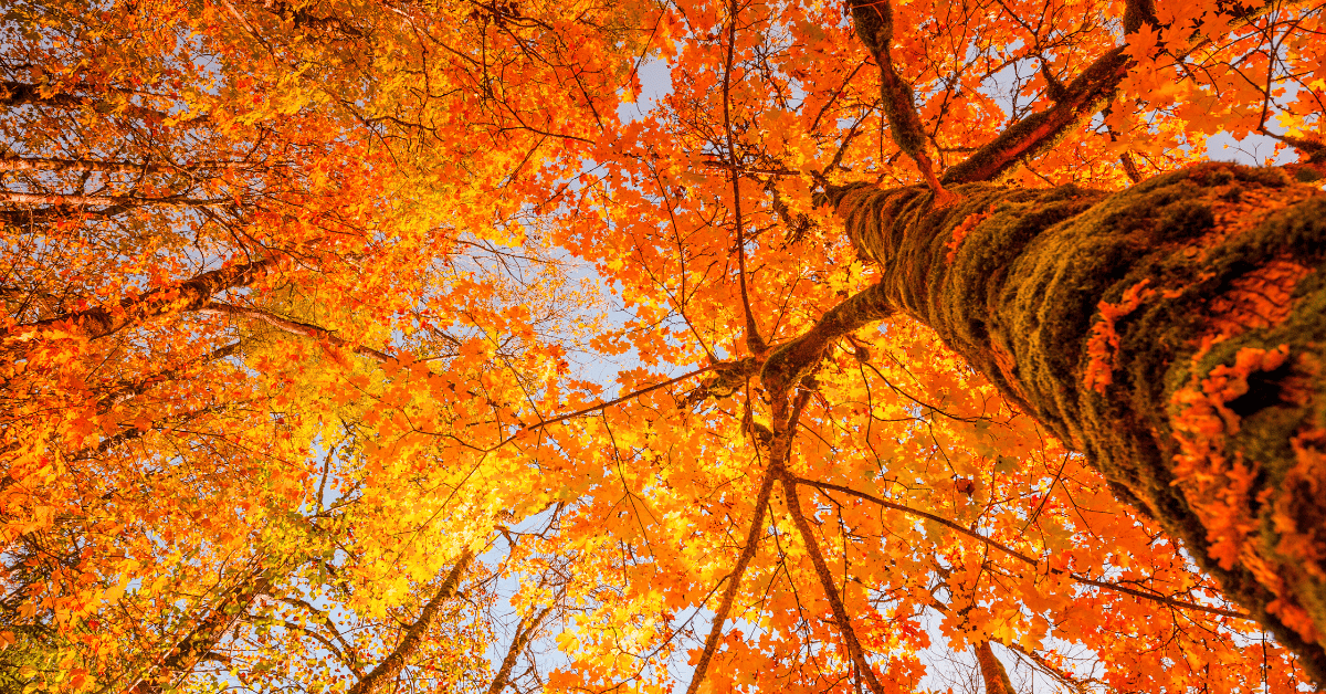 CENTER BARNSTEAD CHRISTIAN CHURCH New Hampshire Fall Foliage A SONG OF PRAISE