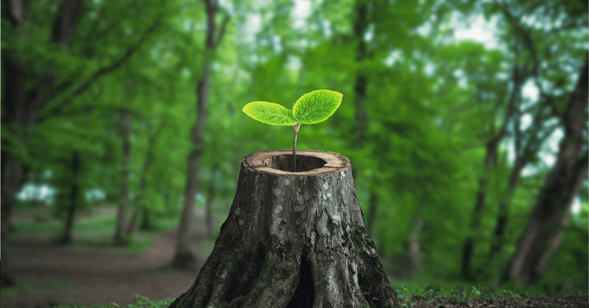 New Creation from death. Seedling growing out of stump.