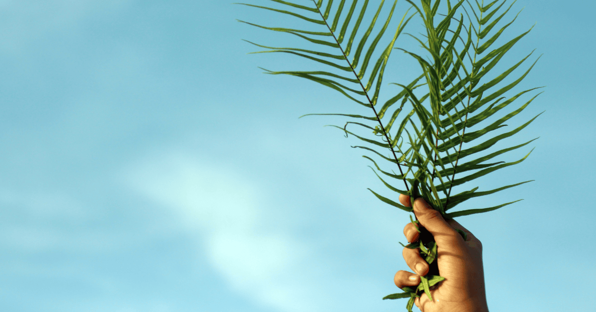 Pam Sunday Blog Image - Are you a fan or follower of Jesus Christ?
