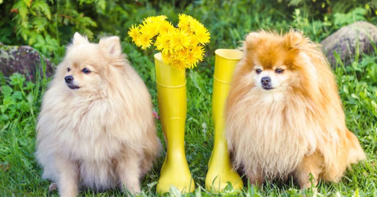 pomeranian chihuahua mix