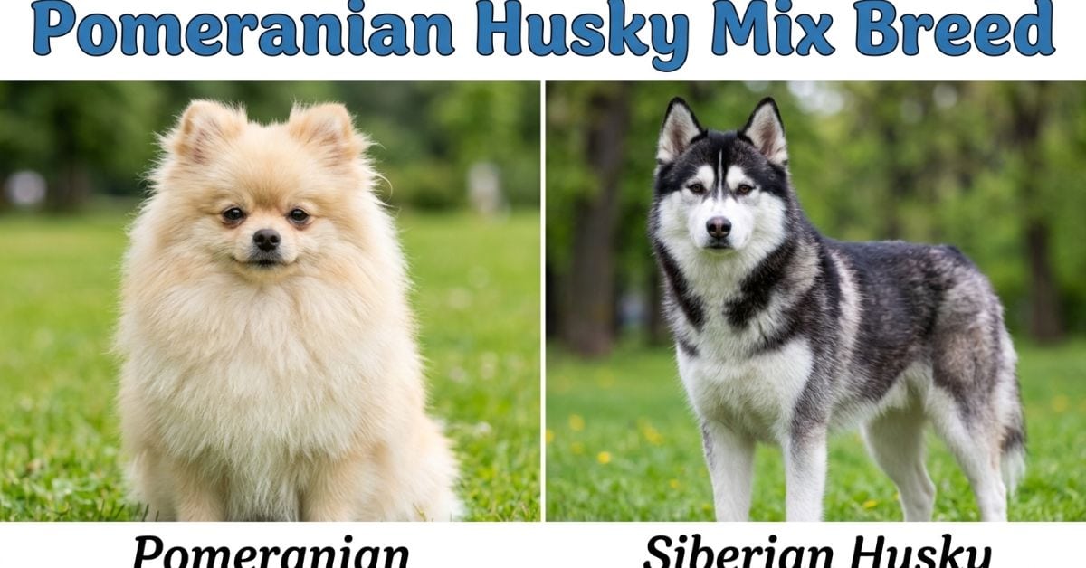 pomeranian husky mix breed