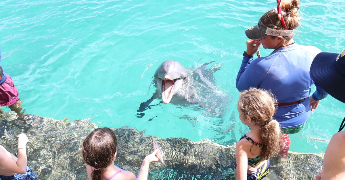 Dolphin and people on a platform