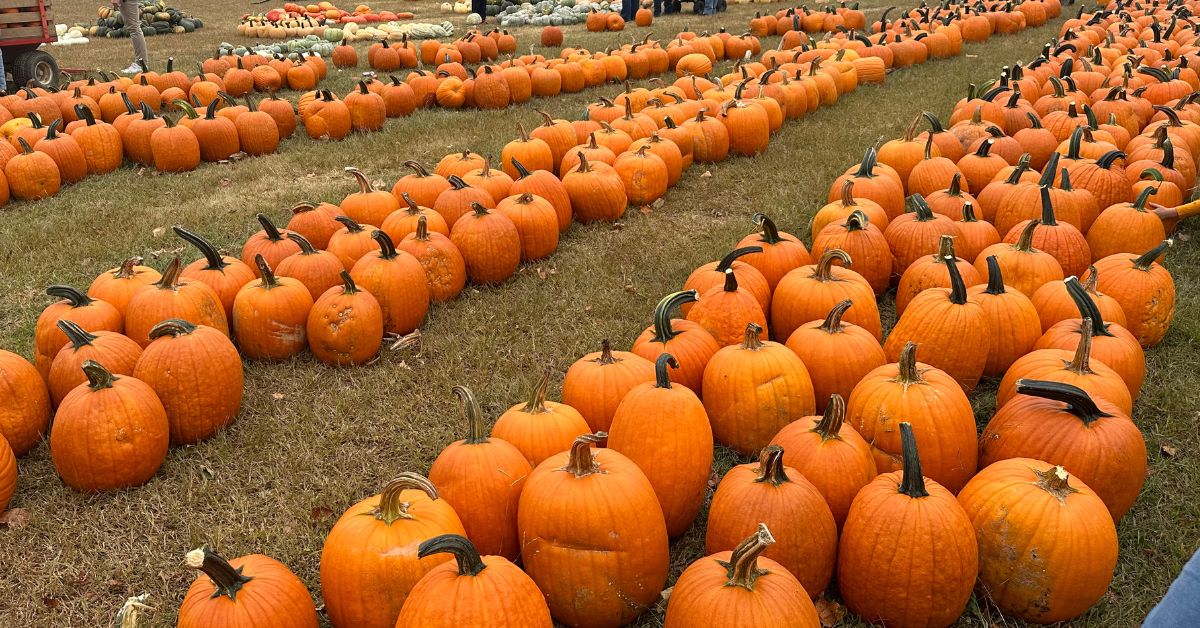 rows of pumpkins at farm
